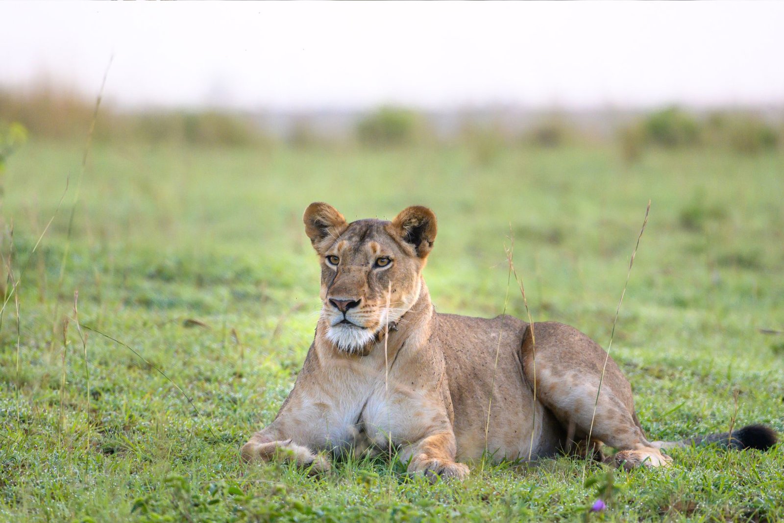shortsafaris